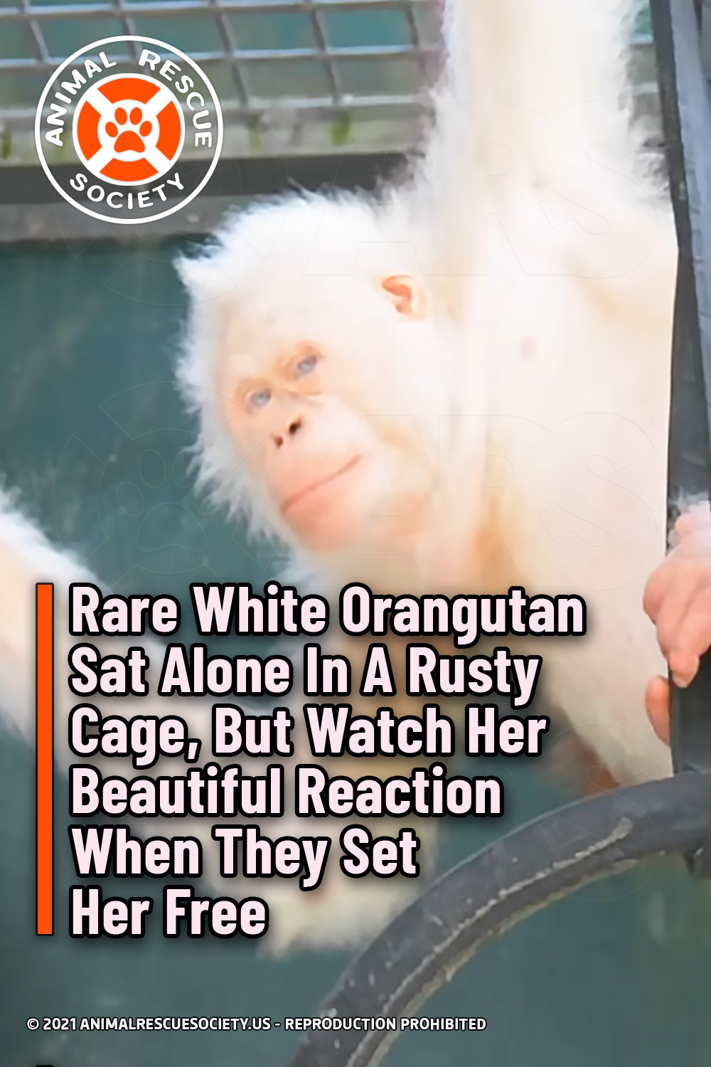 Rare White Orangutan Sat Alone In A Rusty Cage, But Watch Her Beautiful Reaction When They Set Her Free
