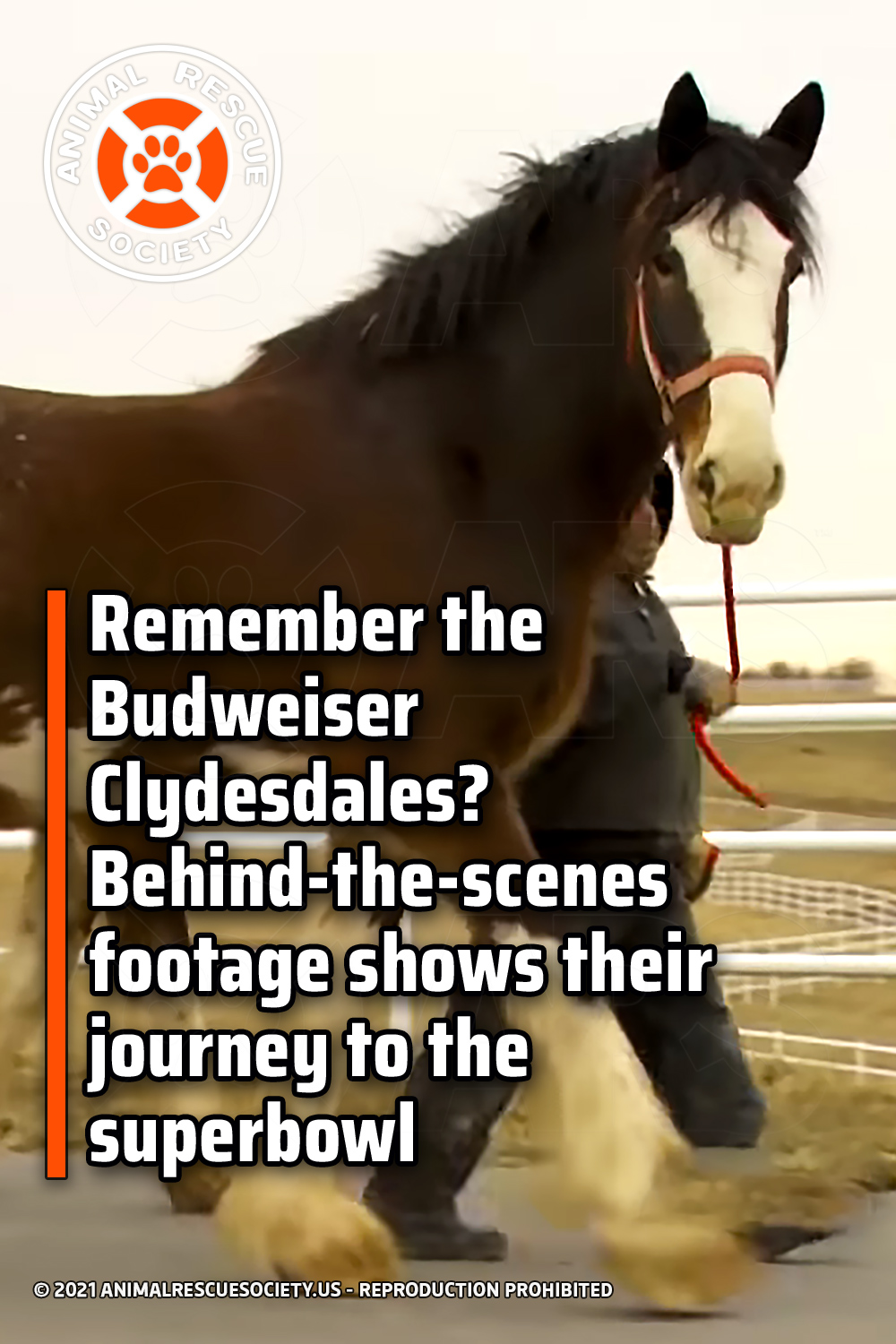Remember the Budweiser Clydesdales? Behindthescenes footage shows