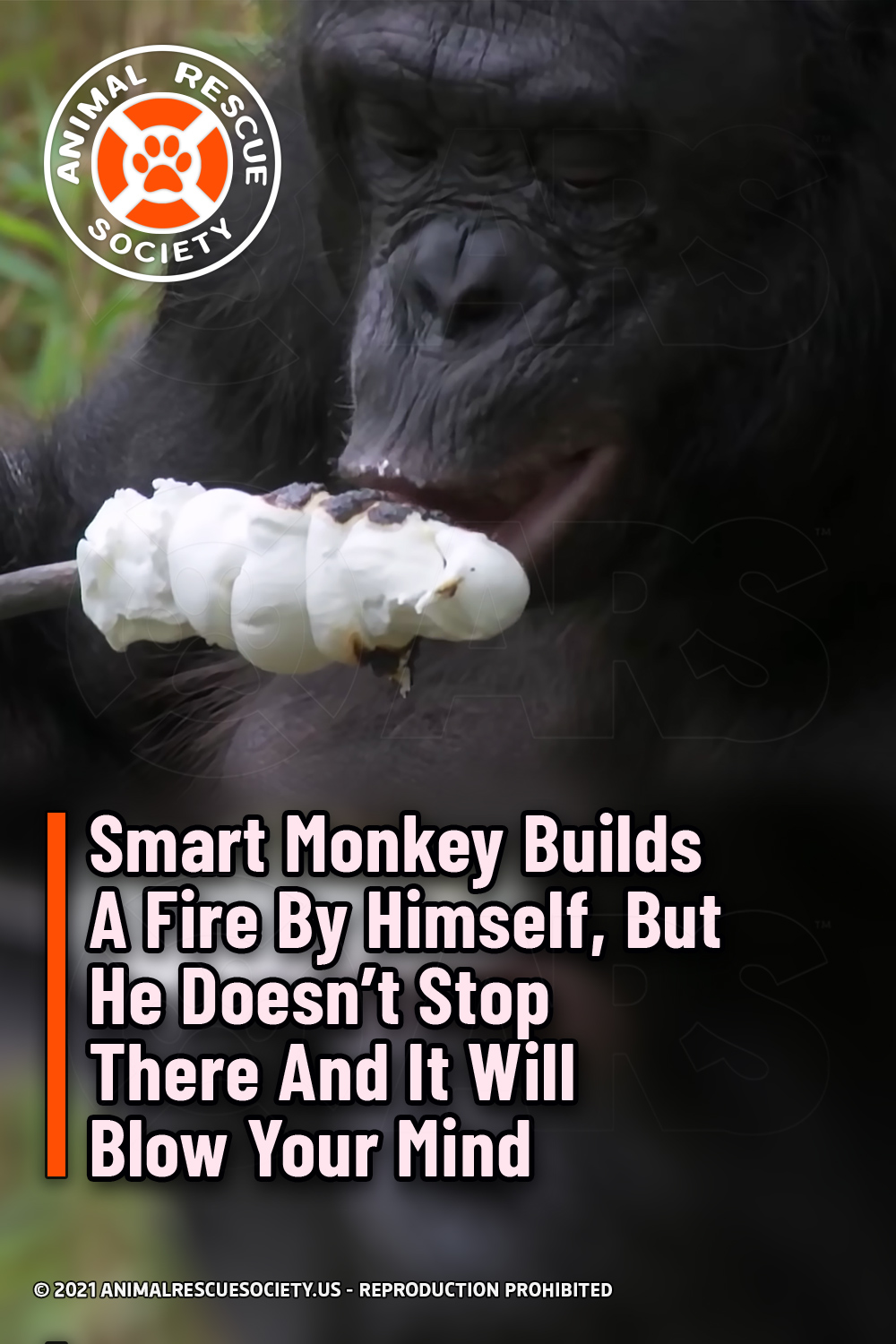 Smart Monkey Builds A Fire By Himself, But He Doesn’t Stop There And It Will Blow Your Mind