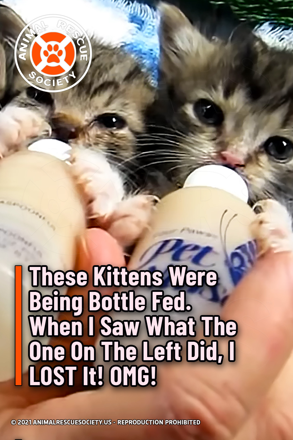 These Kittens Were Being Bottle Fed. When I Saw What The One On The Left Did, I LOST It! OMG!