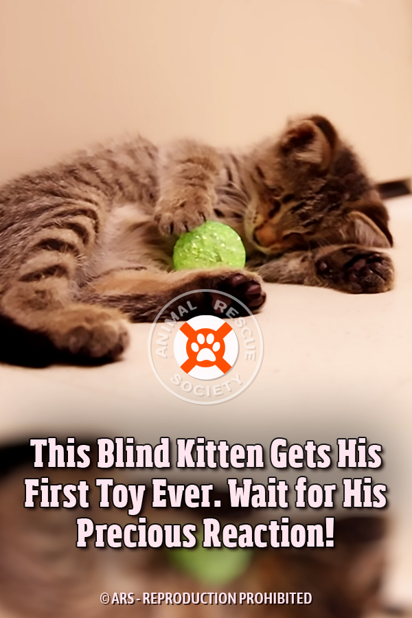 This Blind Kitten Gets His First Toy Ever. Wait for His Precious ...