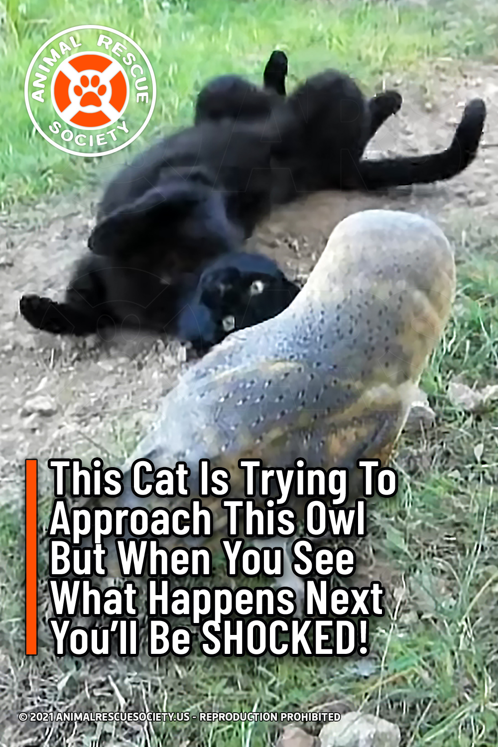 This Cat Is Trying To Approach This Owl But When You See What Happens Next You’ll Be SHOCKED!