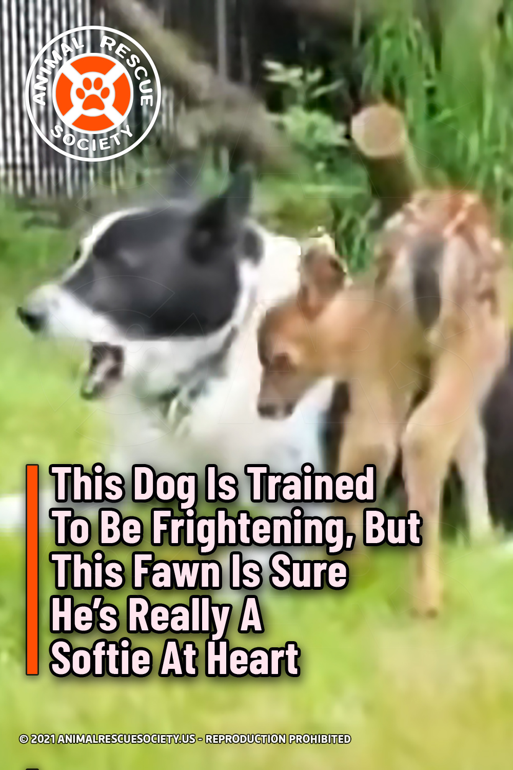 This Dog Is Trained To Be Frightening, But This Fawn Is Sure He’s Really A Softie At Heart
