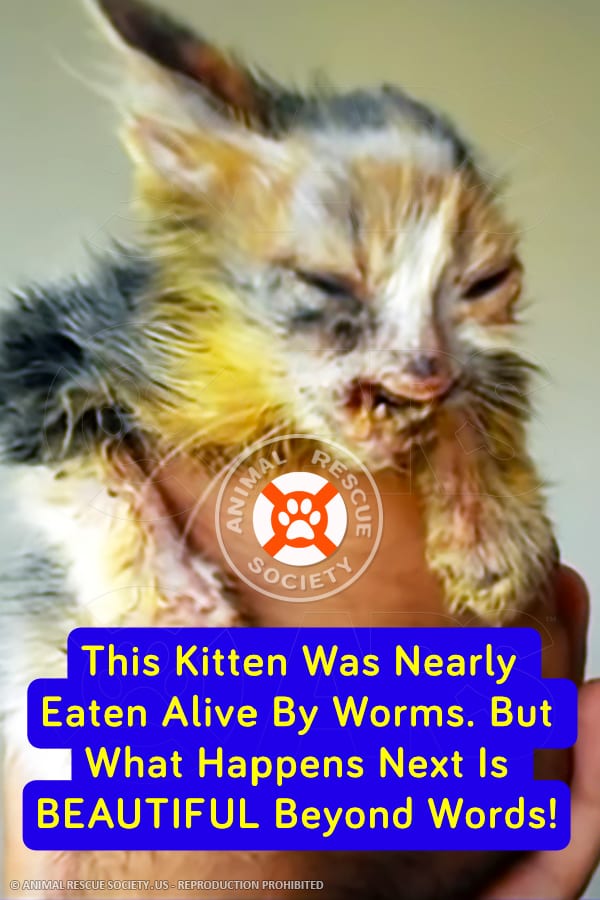 This Kitten Was Nearly Eaten Alive By Worms. But What Happens Next Is BEAUTIFUL Beyond Words!