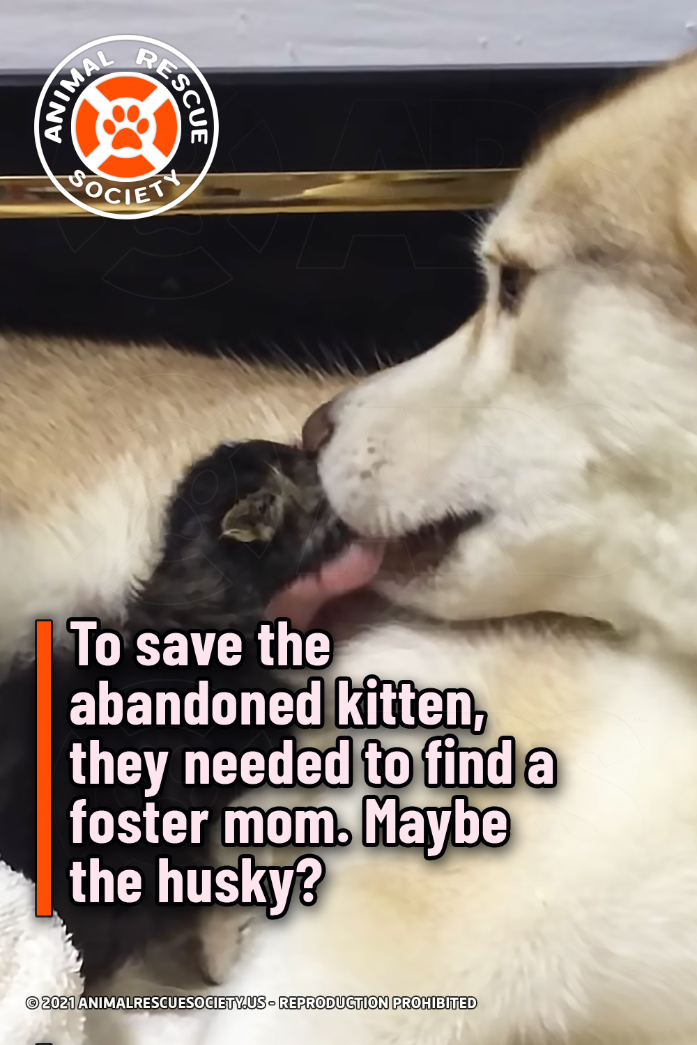 To save the abandoned kitten, they needed to find a foster mom. Maybe the husky?