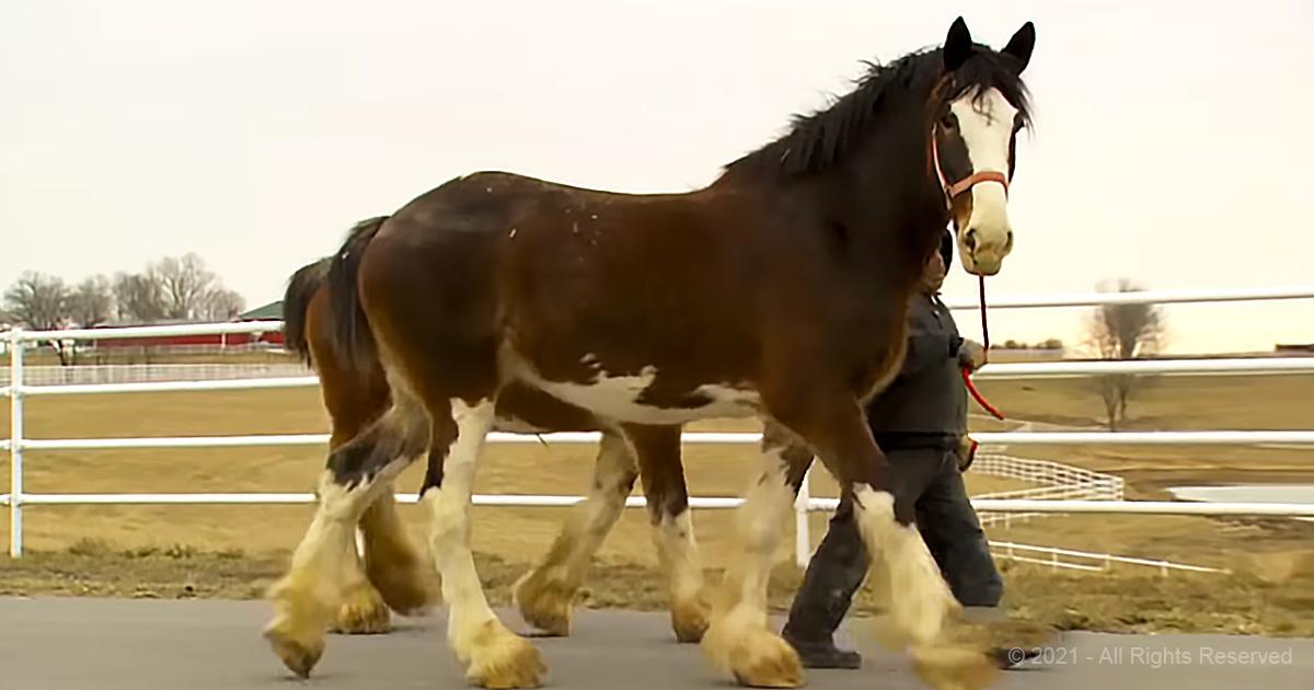 Remember the Budweiser Clydesdales? Behindthescenes footage shows