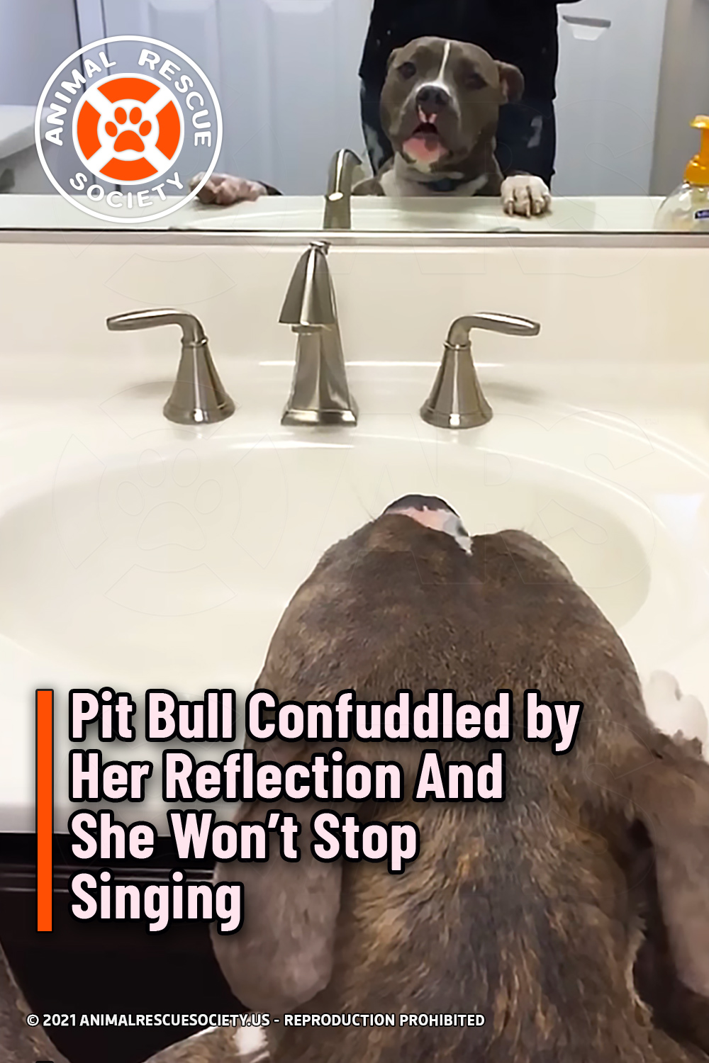 Pit Bull Confuddled by Her Reflection And She Won’t Stop Singing