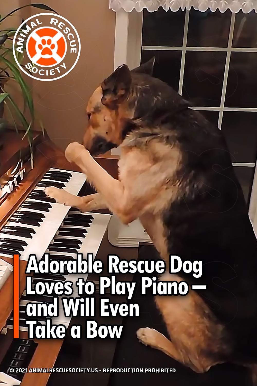 Adorable Rescue Dog Loves to Play Piano – and Will Even Take a Bow