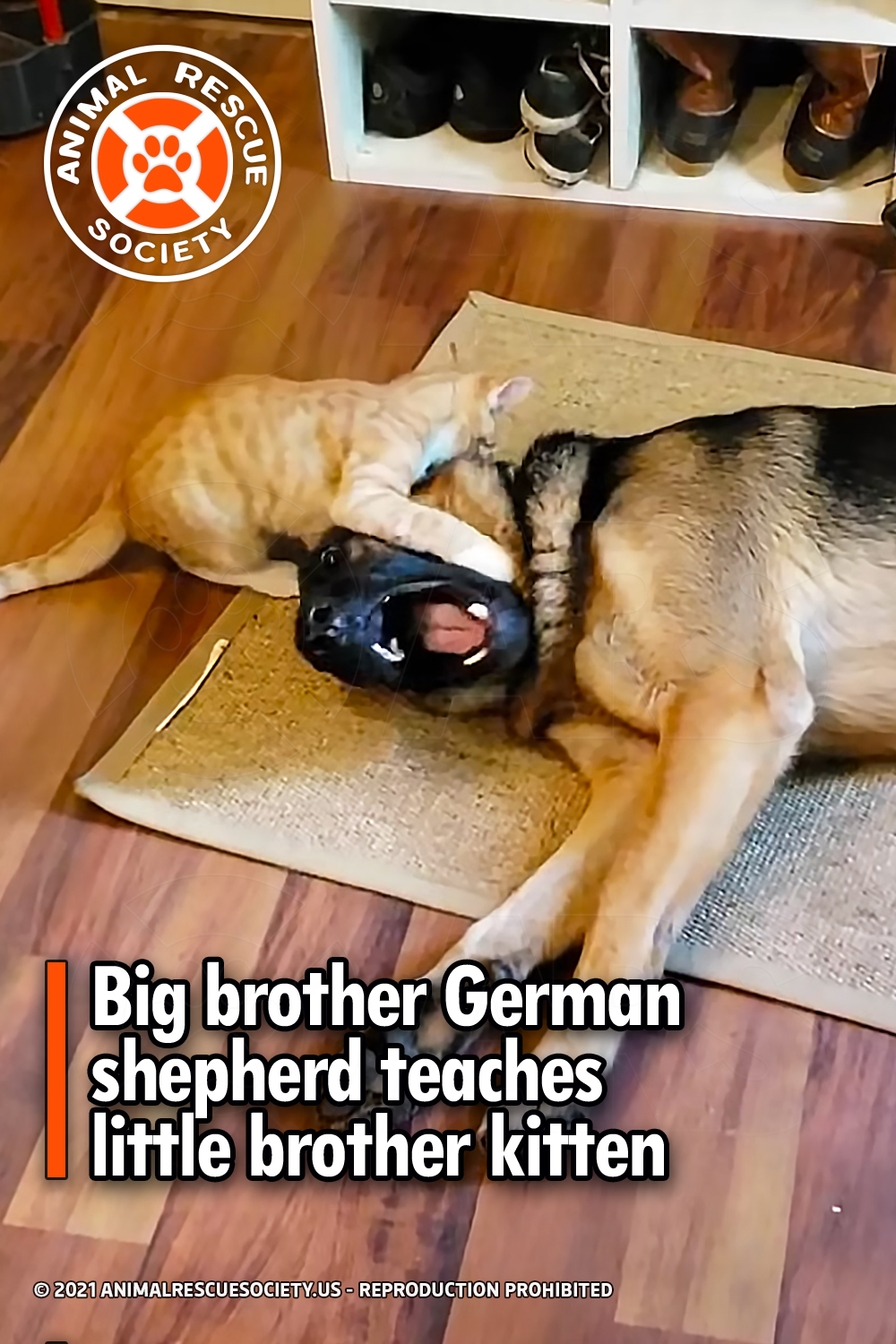 Big brother German shepherd teaches little brother kitten