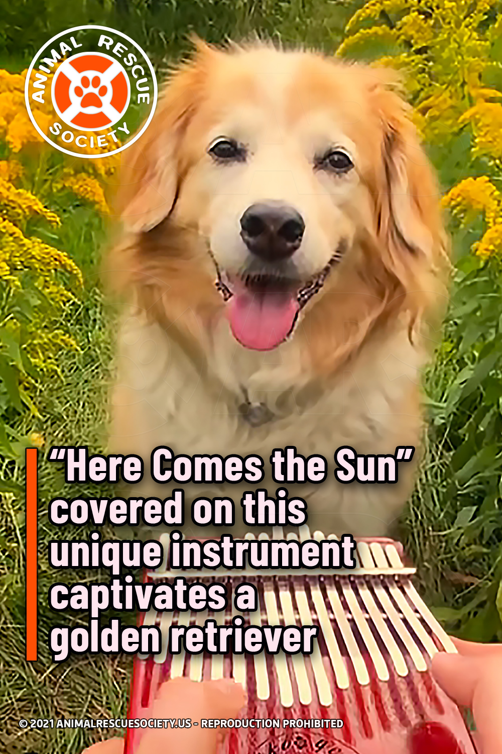 “Here Comes the Sun” covered on this unique instrument captivates a golden retriever