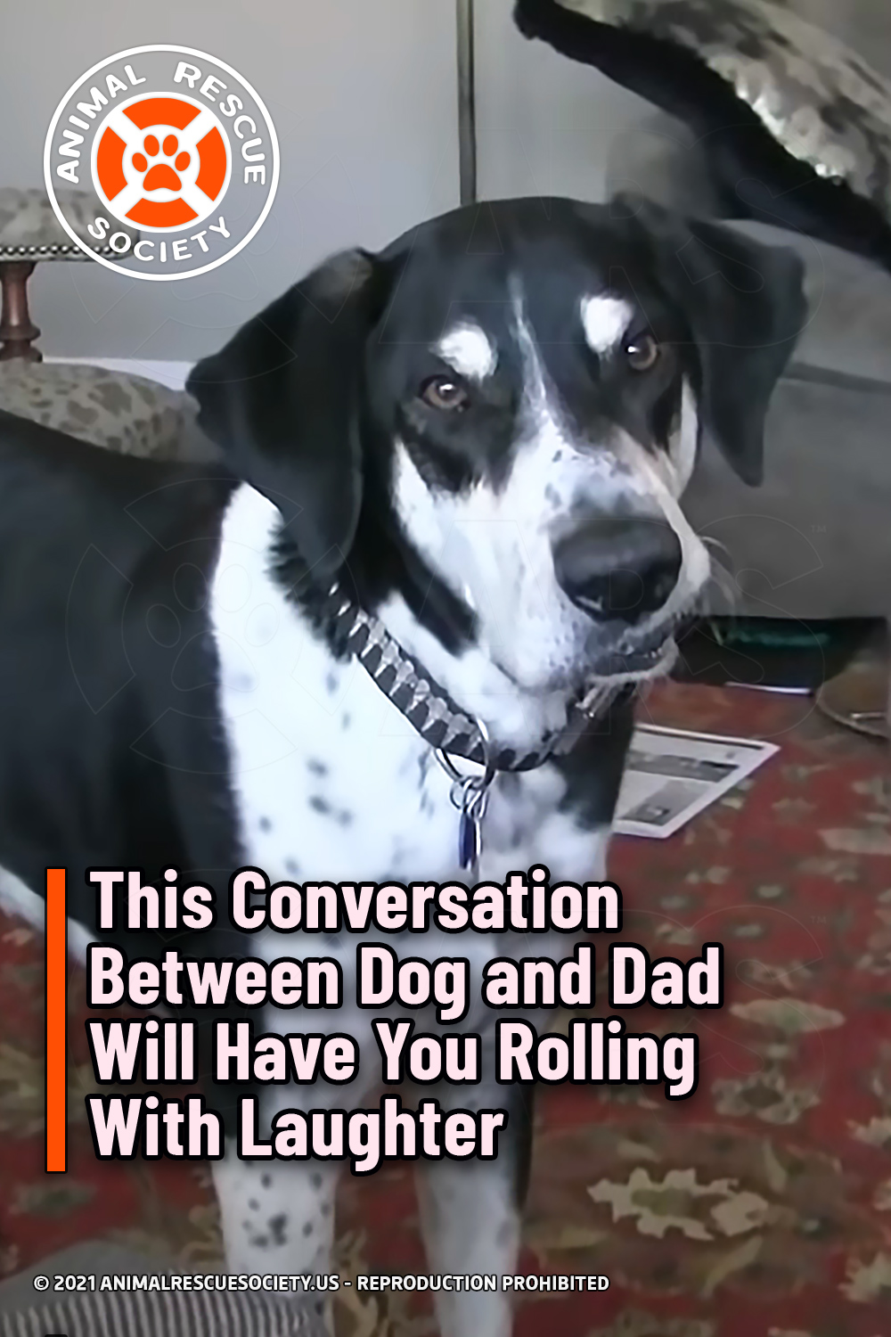 This Conversation Between Dog and Dad Will Have You Rolling With Laughter
