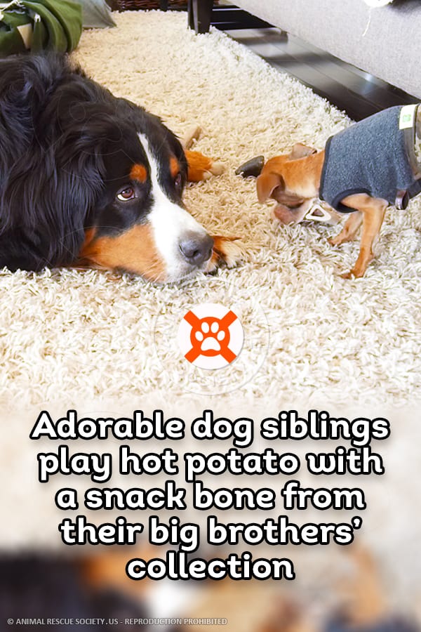 Adorable dog siblings play hot potato with a snack bone from their big brothers’ collection
