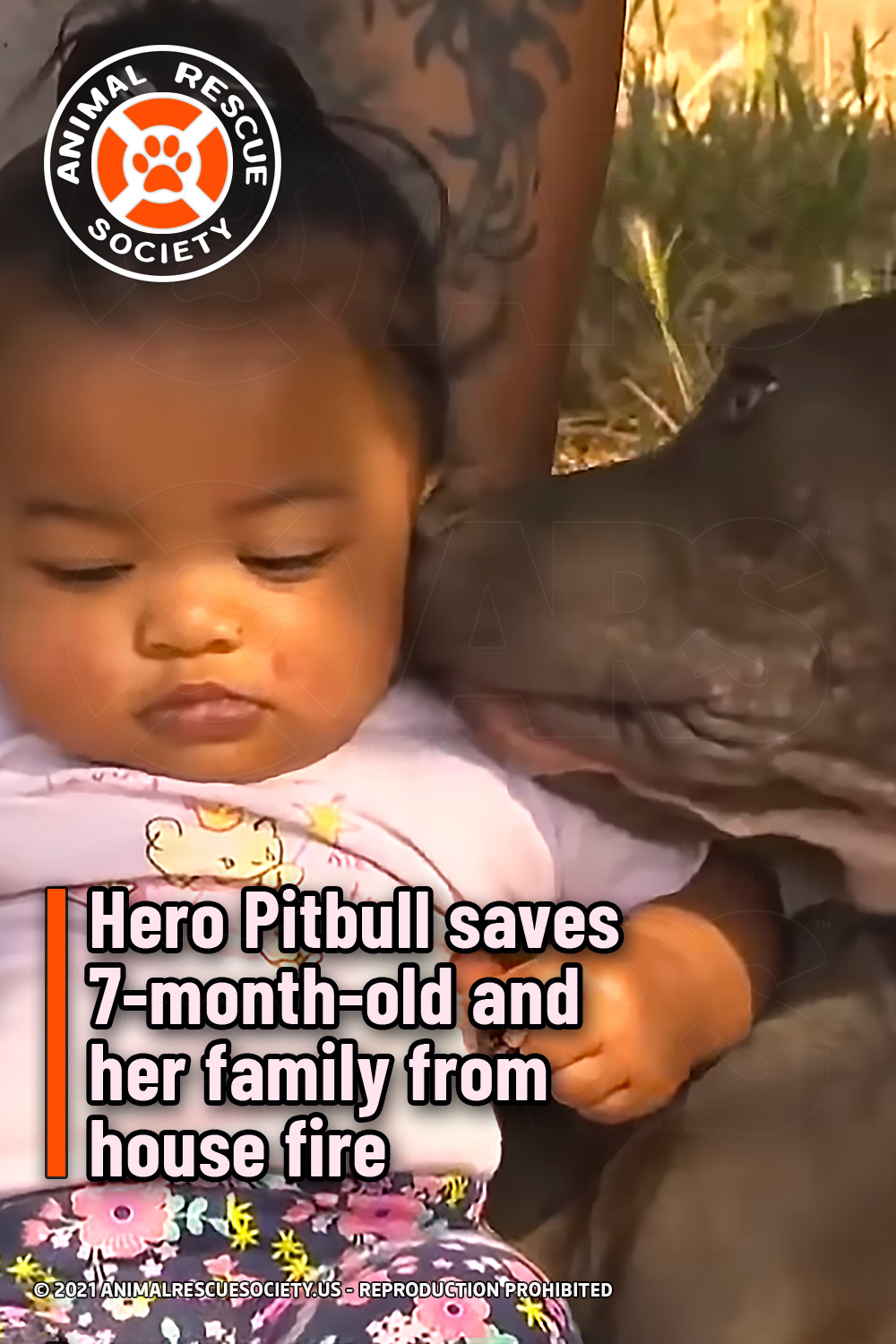 Hero Pitbull saves 7-month-old and her family from house fire