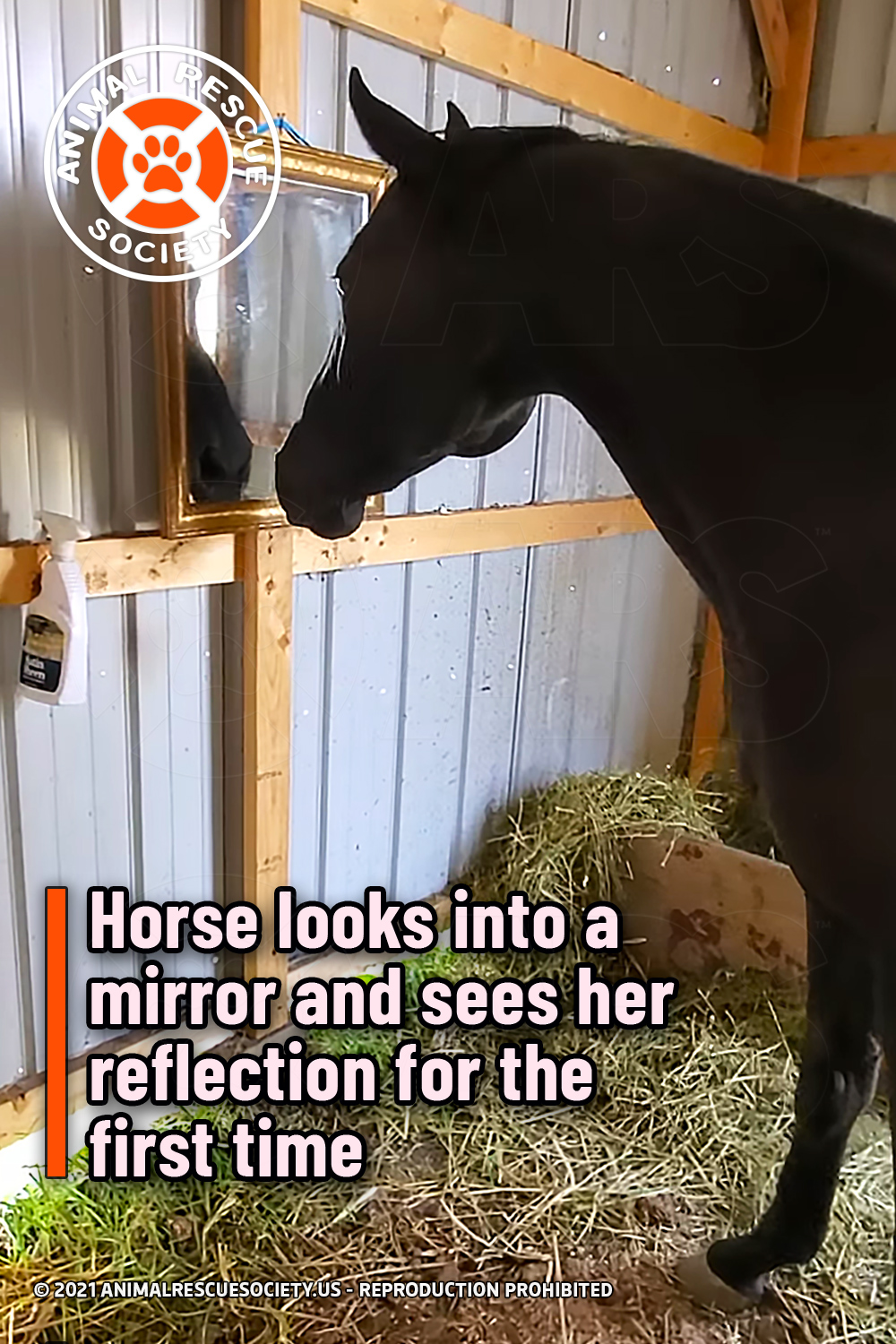 Horse looks into a mirror and sees her reflection for the first time