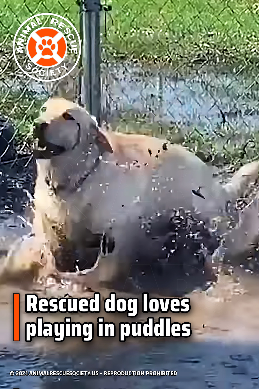 Rescued dog loves playing in puddles