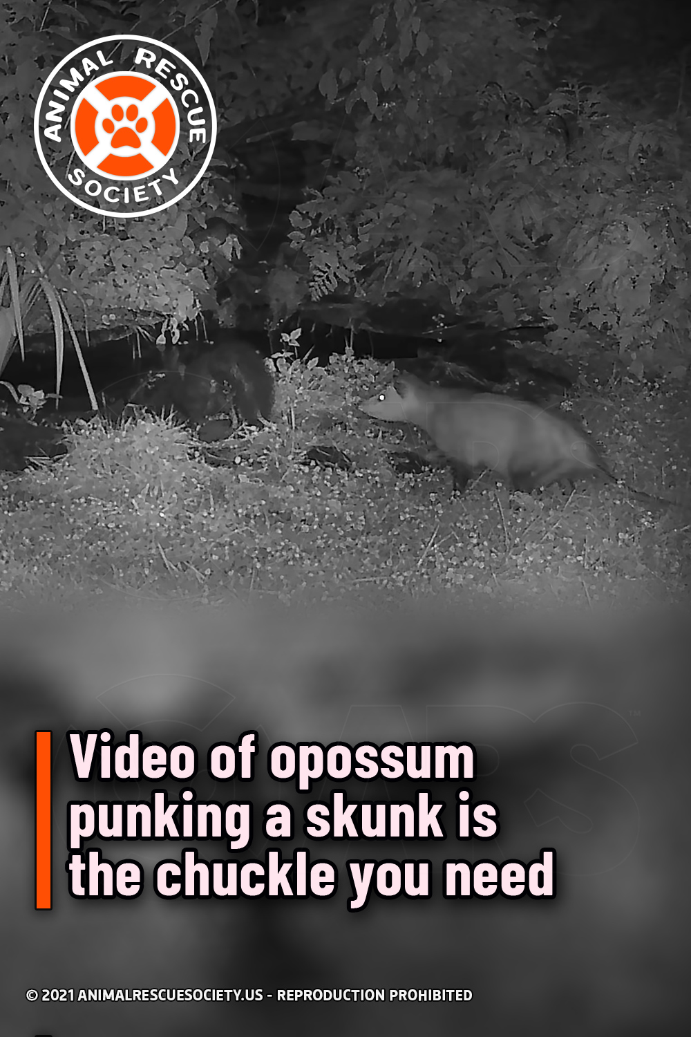 Video of opossum punking a skunk is the chuckle you need