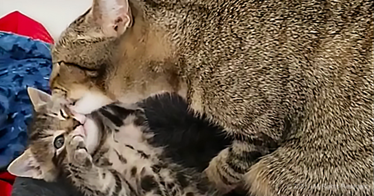 Proud dad cat with his kittens will make you smile Animal Rescue Society