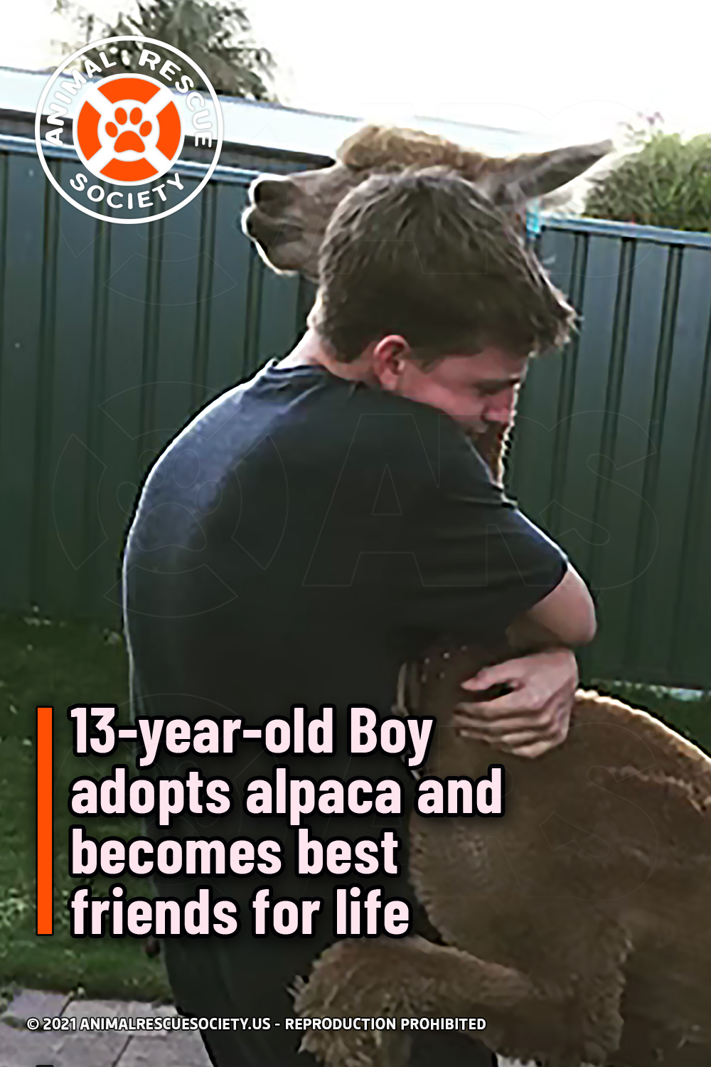 13-year-old Boy adopts alpaca and becomes best friends for life