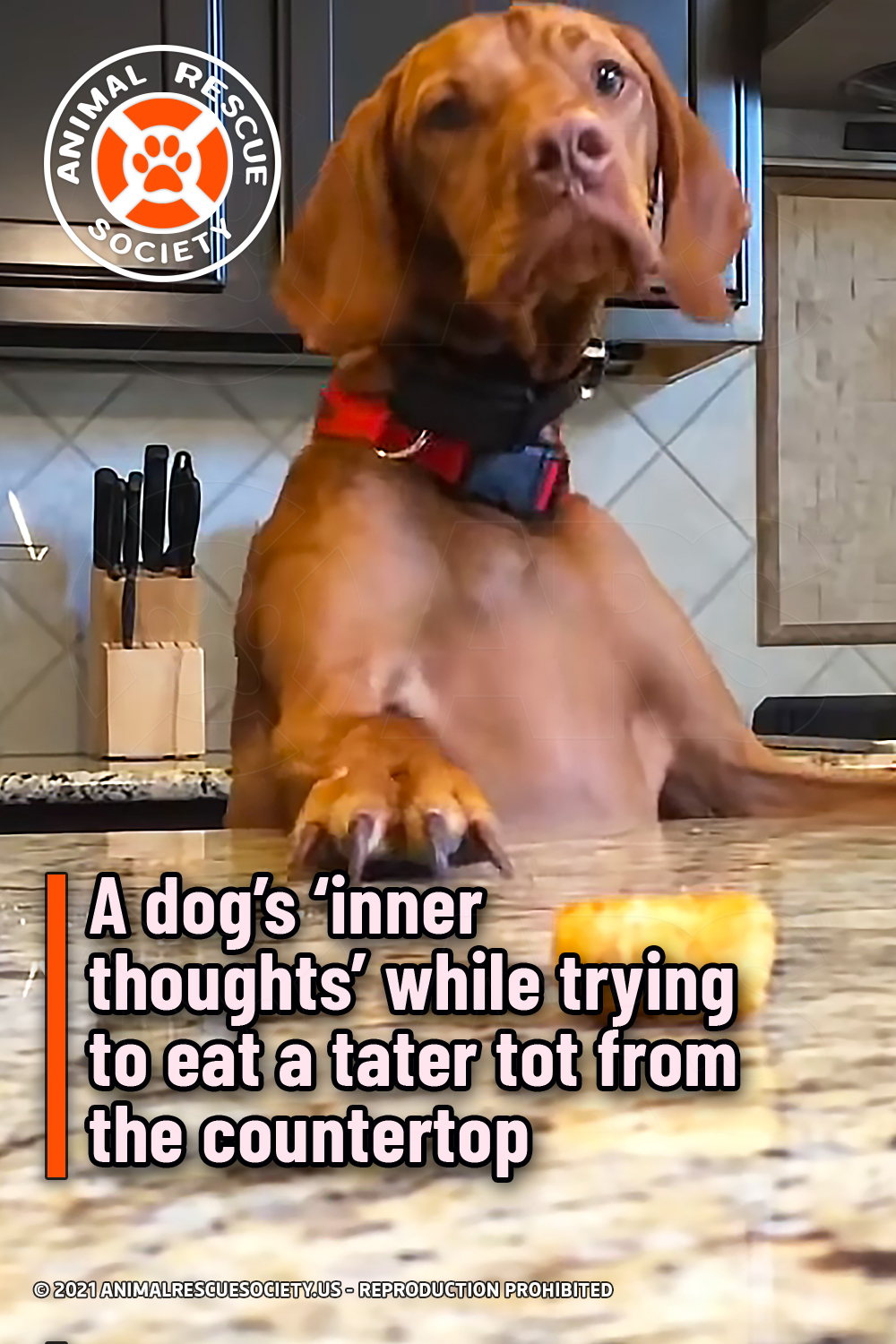 A dog’s ‘inner thoughts’ while trying to eat a tater tot from the countertop