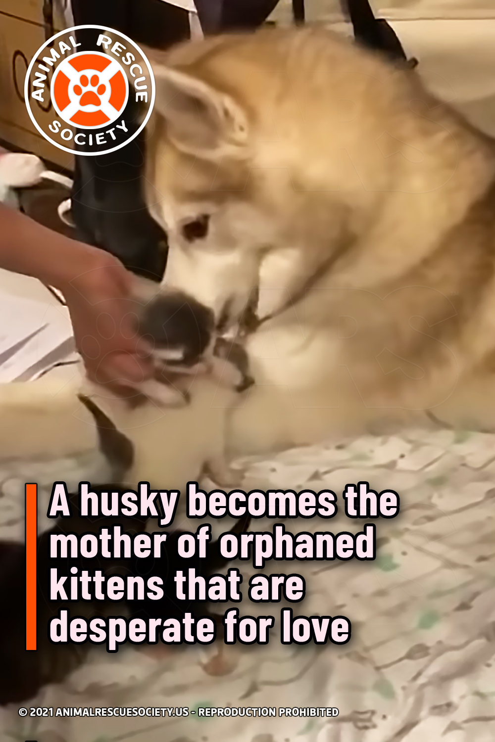A husky becomes the mother of orphaned kittens that are desperate for love