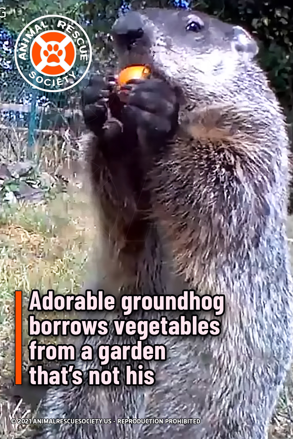 Adorable groundhog borrows vegetables from a garden that’s not his