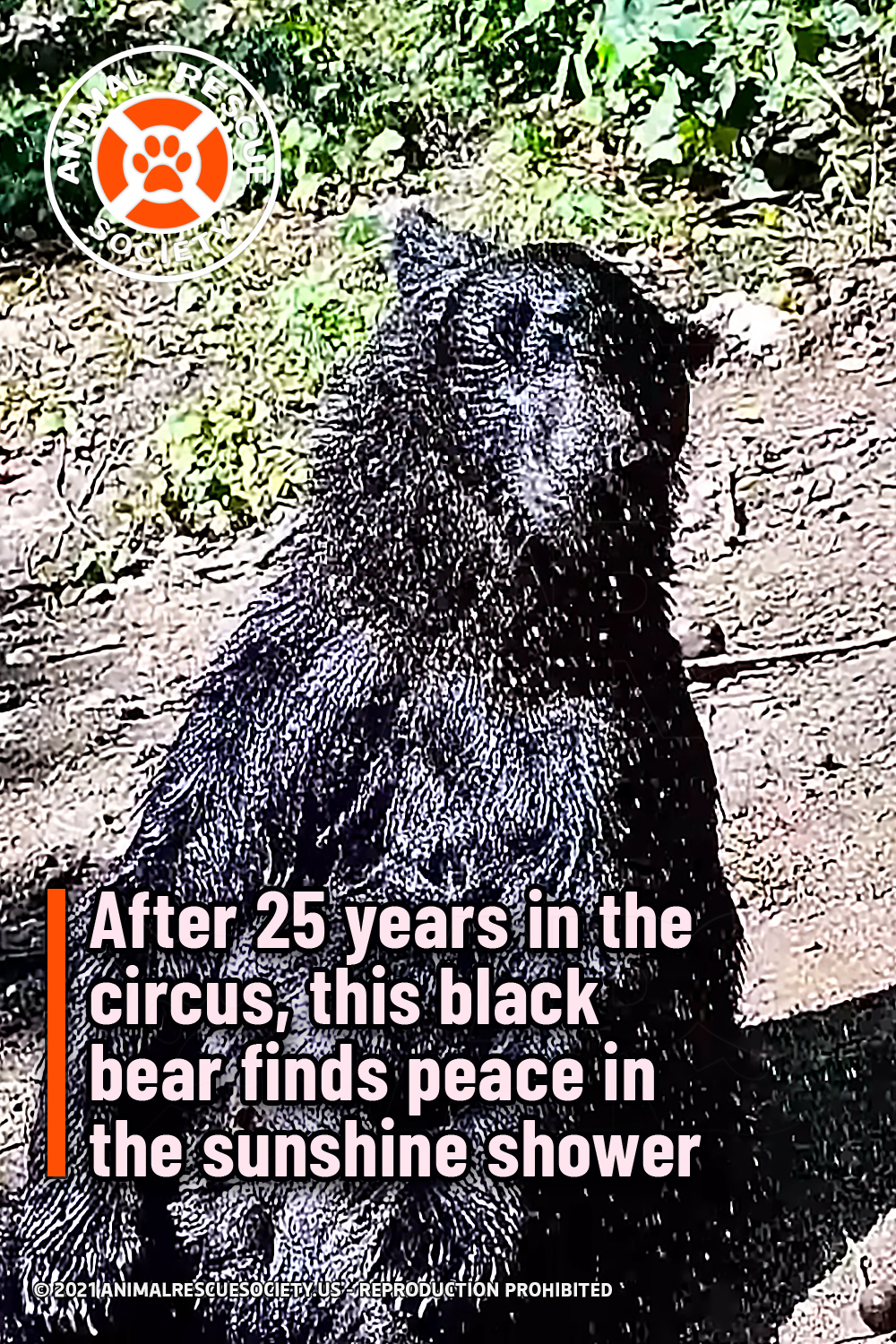 After 25 years in the circus, this black bear finds peace in the sunshine shower
