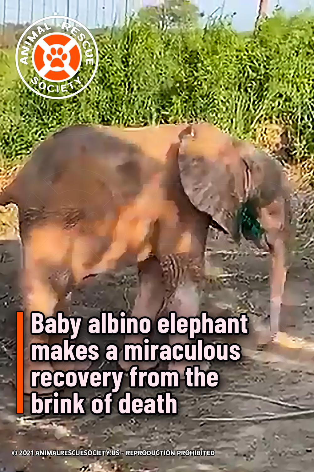 Baby albino elephant makes a miraculous recovery from the brink of death