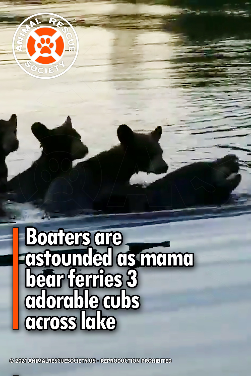 Boaters are astounded as mama bear ferries 3 adorable cubs across lake