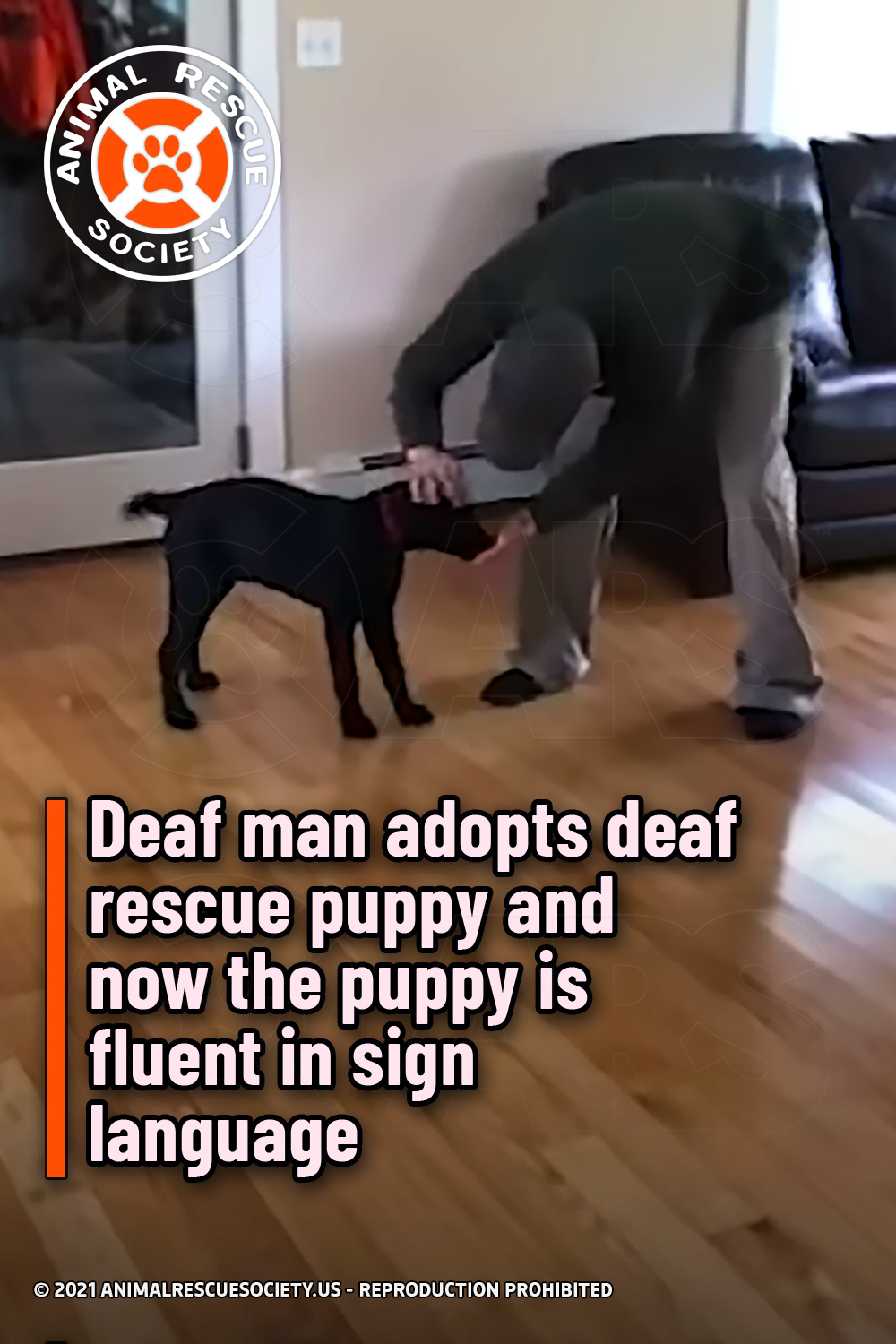 Deaf man adopts deaf rescue puppy and now the puppy is fluent in sign language