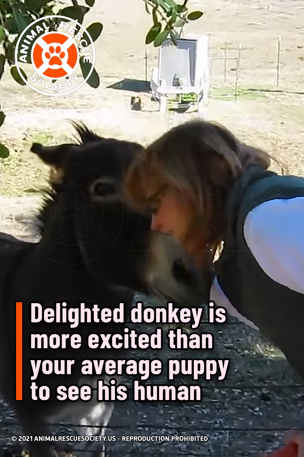 Delighted donkey is more excited than your average puppy to see his human