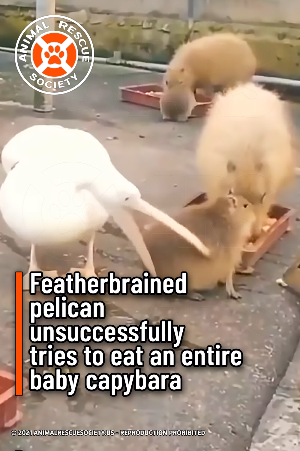 Featherbrained pelican unsuccessfully tries to eat an entire baby capybara