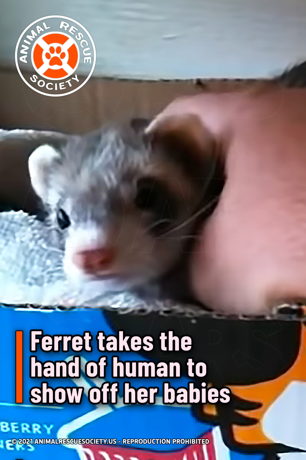Ferret takes the hand of human to show off her babies Animal Rescue Society