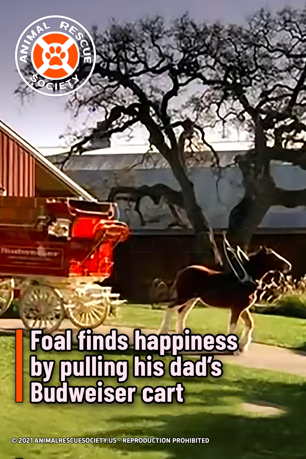 Foal finds happiness by pulling his dad’s Budweiser cart