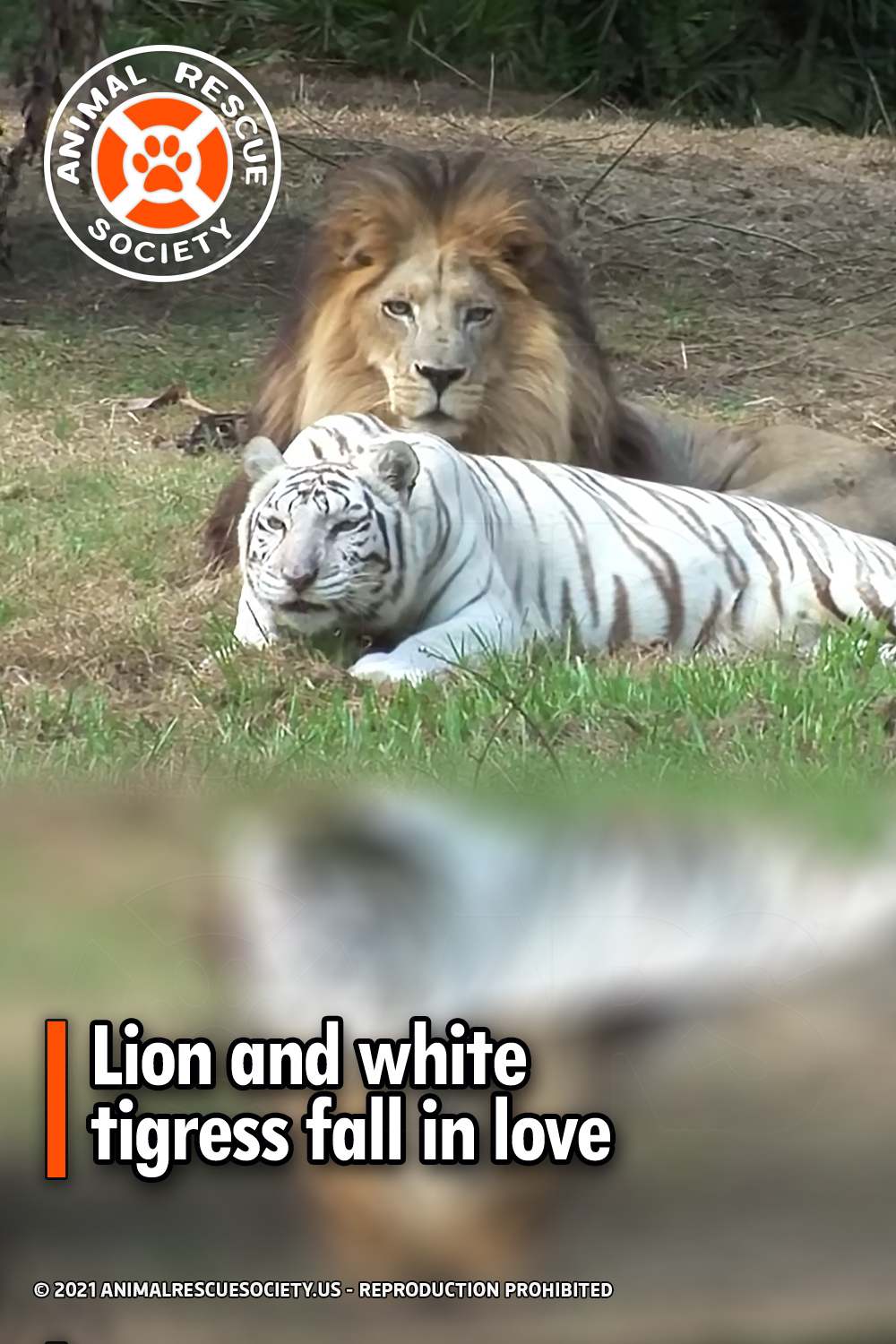 Lion and white tigress fall in love