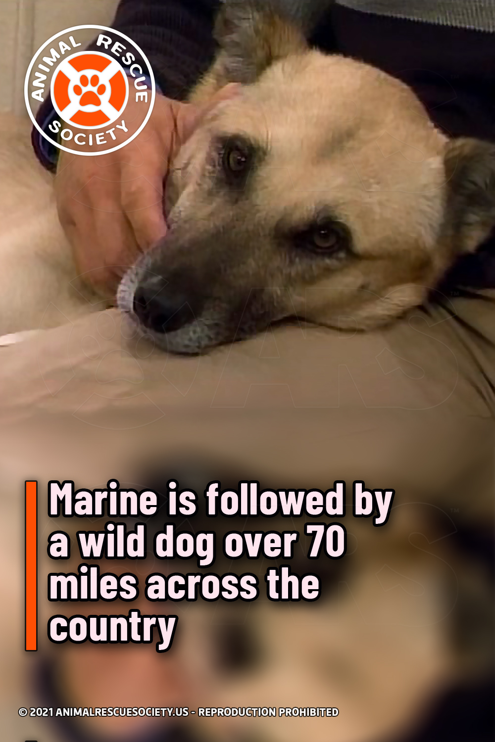 Marine is followed by a wild dog over 70 miles across the country