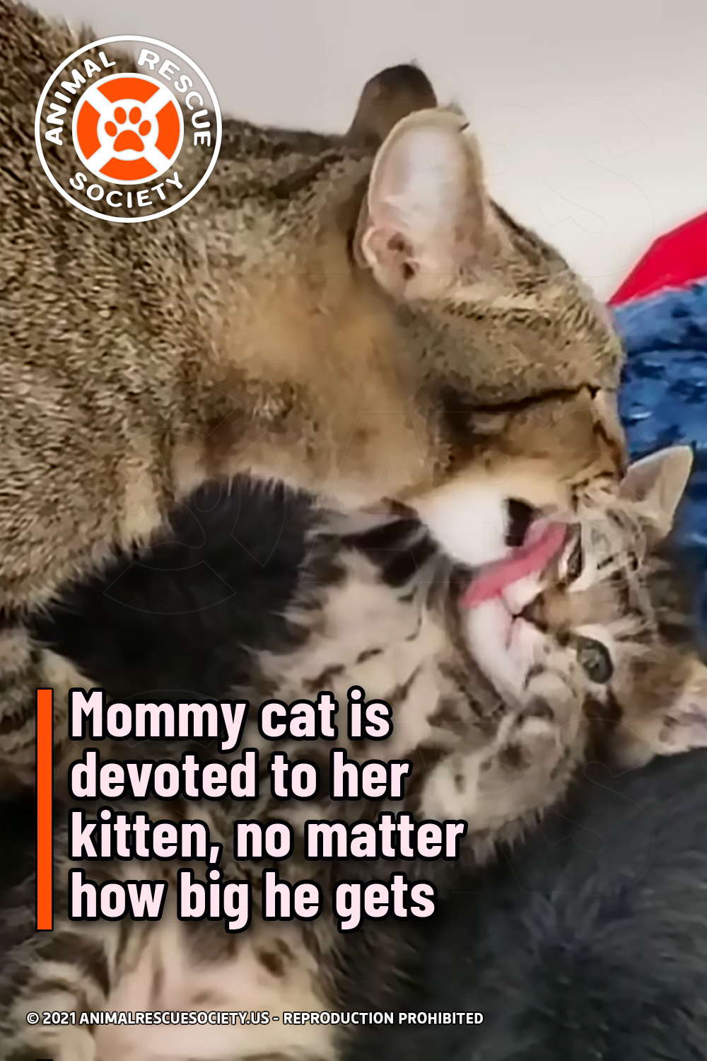 Mommy cat is devoted to her kitten, no matter how big he gets