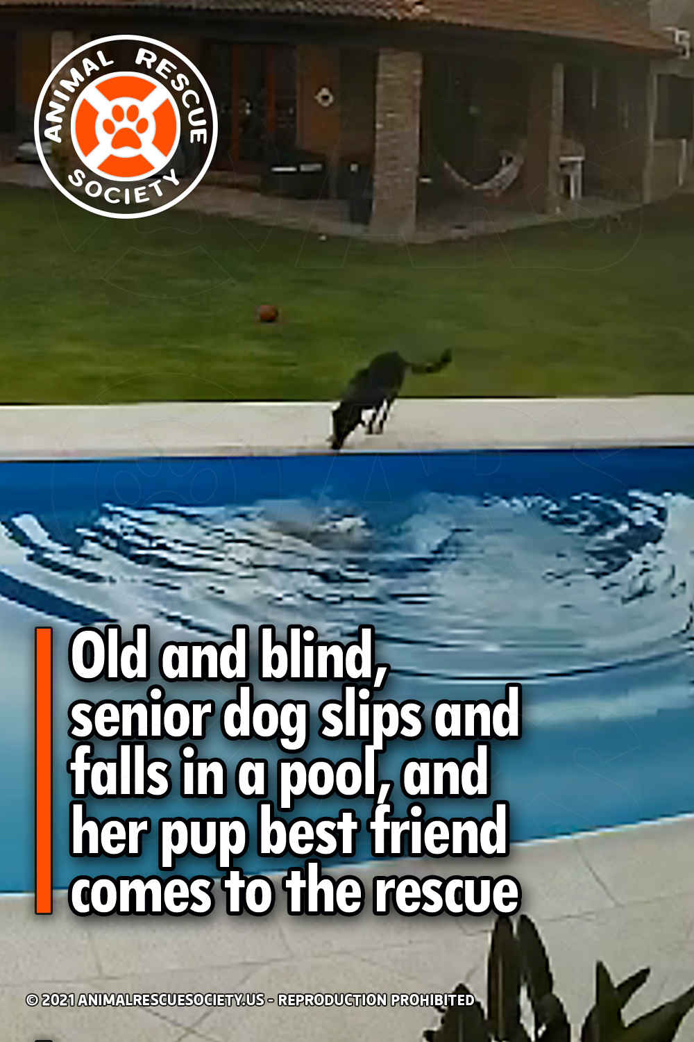 Old and blind, senior dog slips and falls in a pool, and her pup best friend comes to the rescue