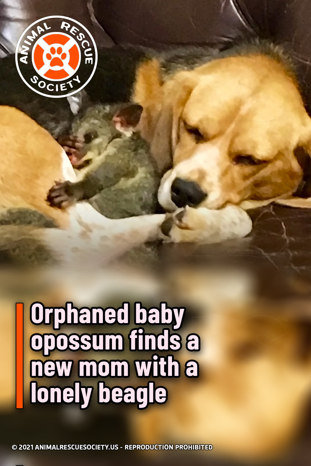 Orphaned baby opossum finds a new mom with a lonely beagle