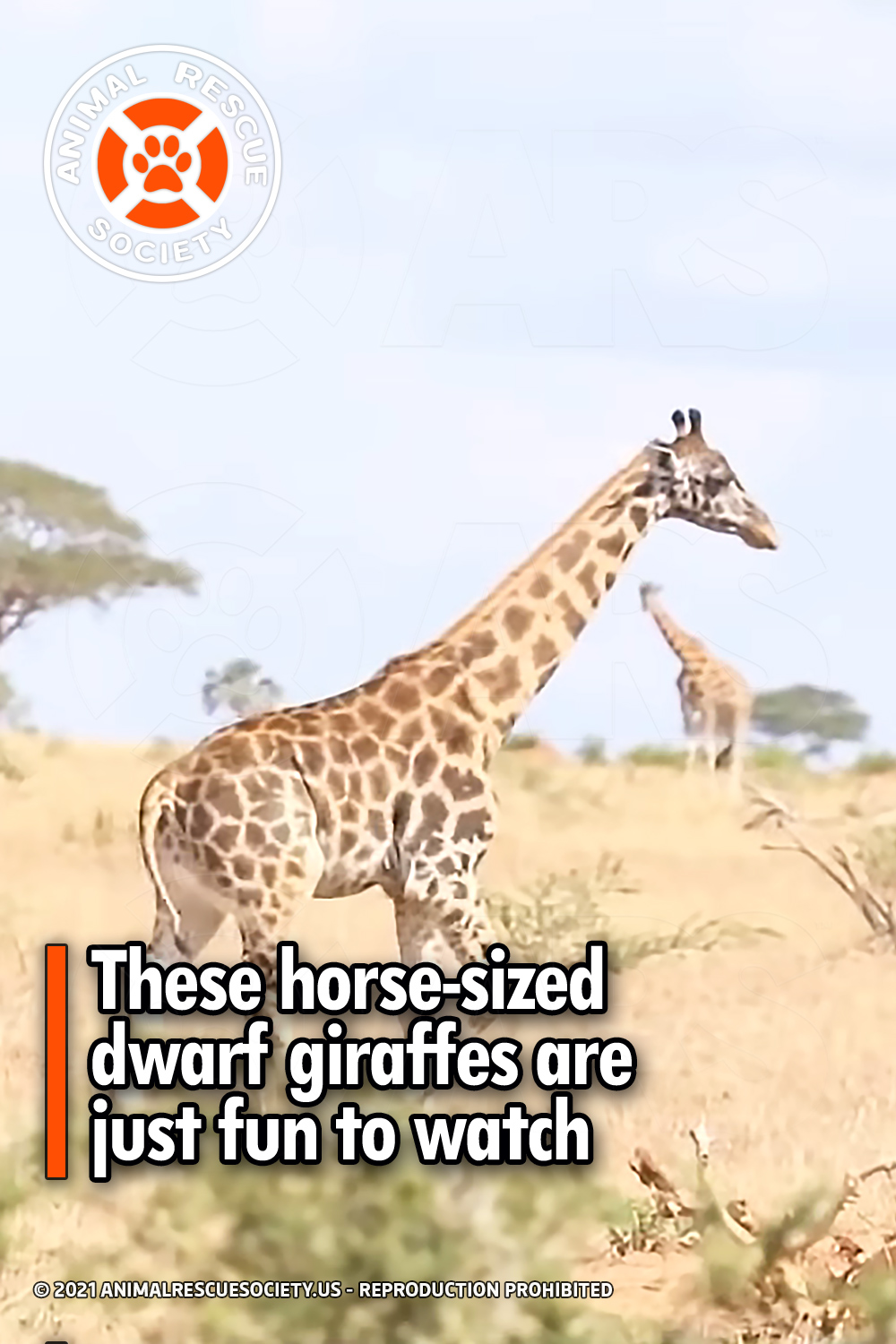 These horse-sized dwarf giraffes are just fun to watch