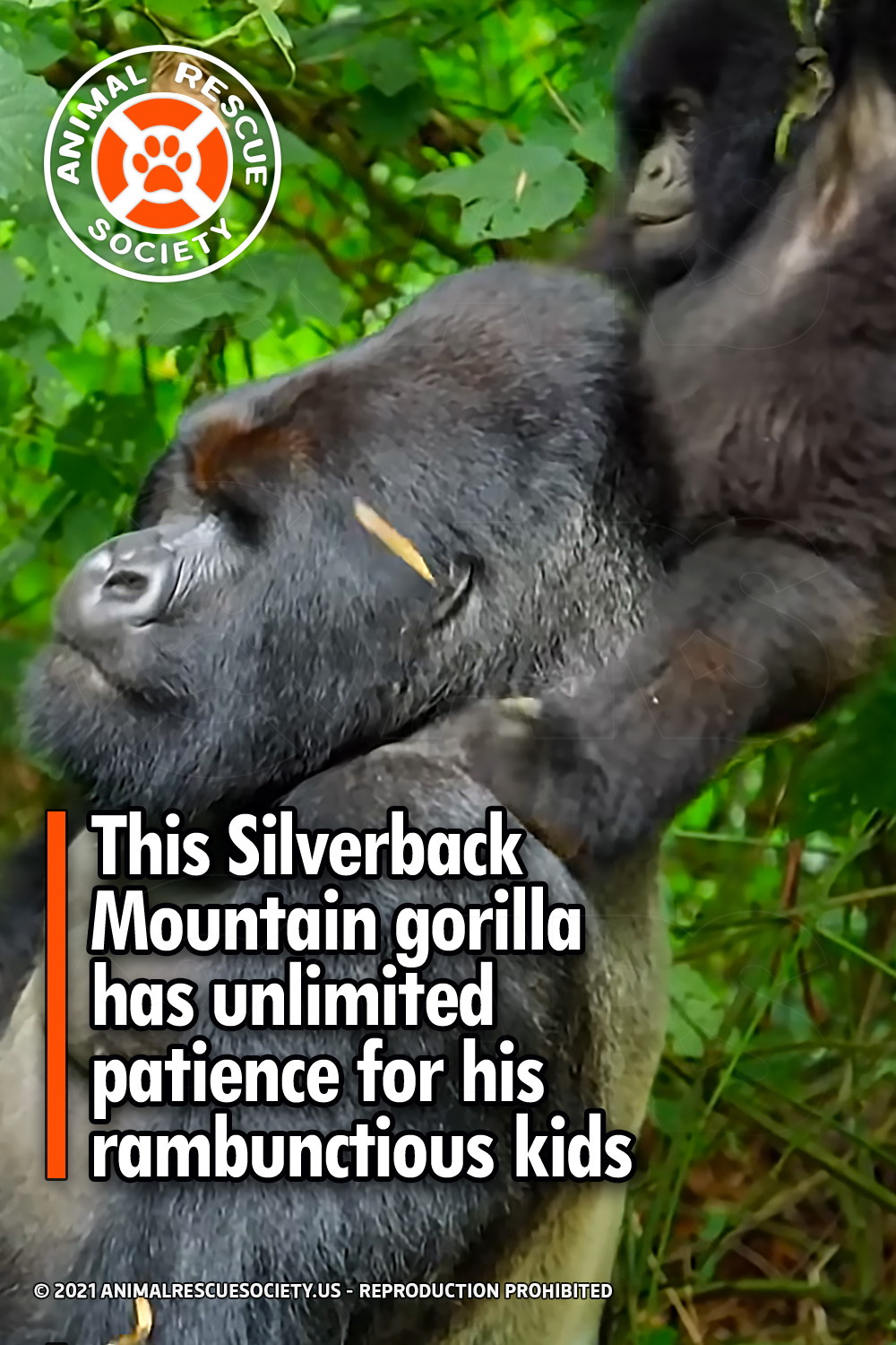 This Silverback Mountain gorilla has unlimited patience for his rambunctious kids