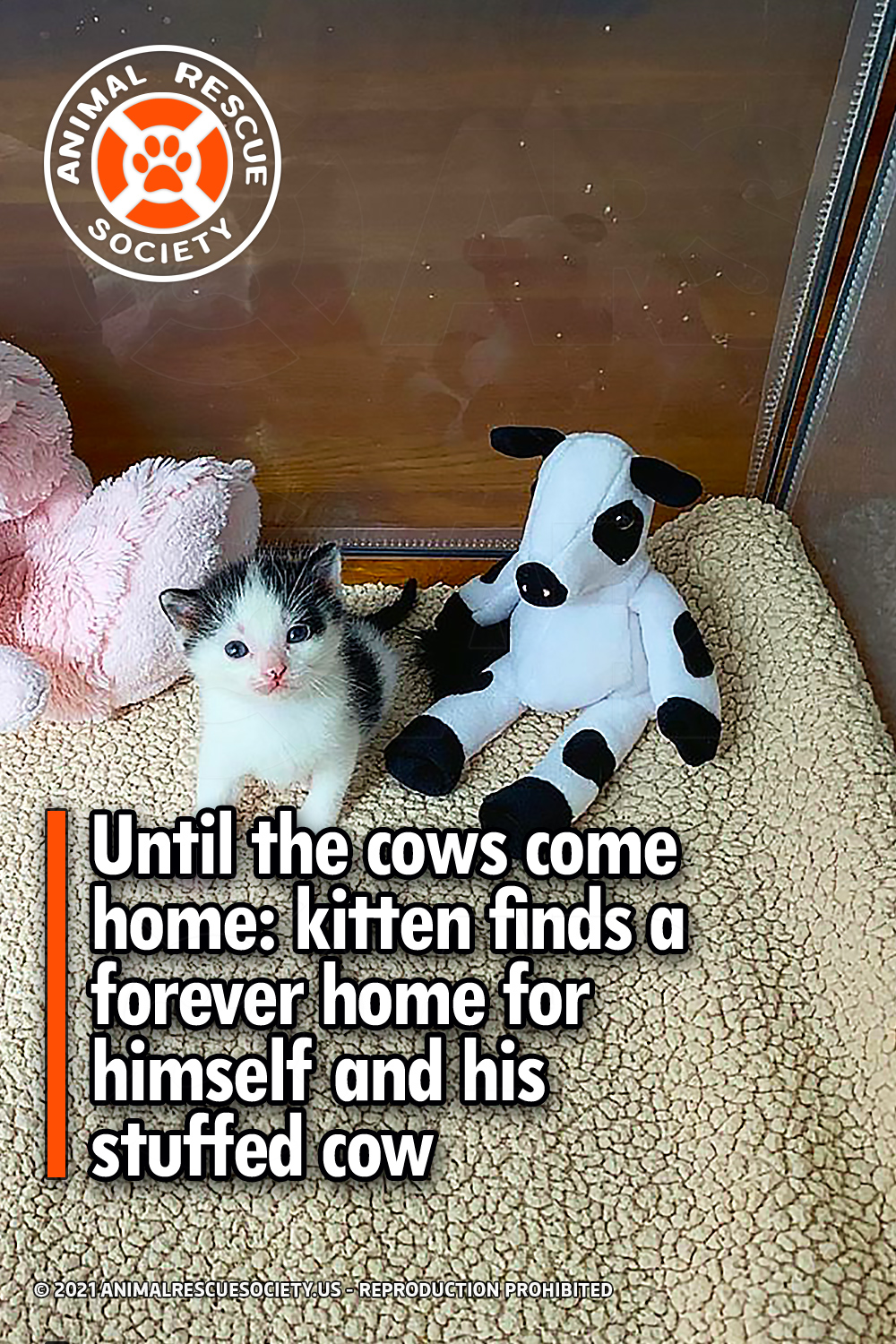 Until the cows come home: kitten finds a forever home for himself and his stuffed cow
