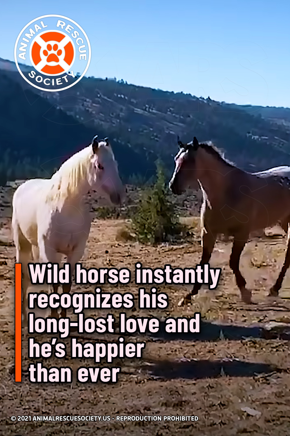 Wild horse instantly recognizes his long-lost love and he’s happier than ever