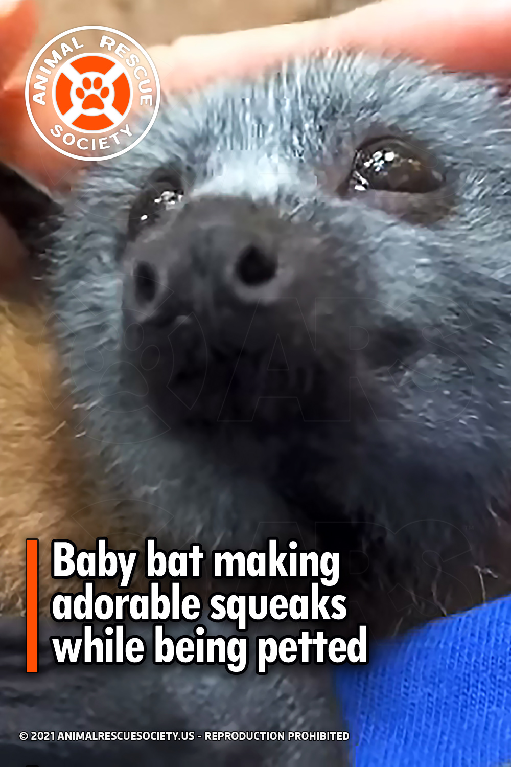 Baby bat making adorable squeaks while being petted