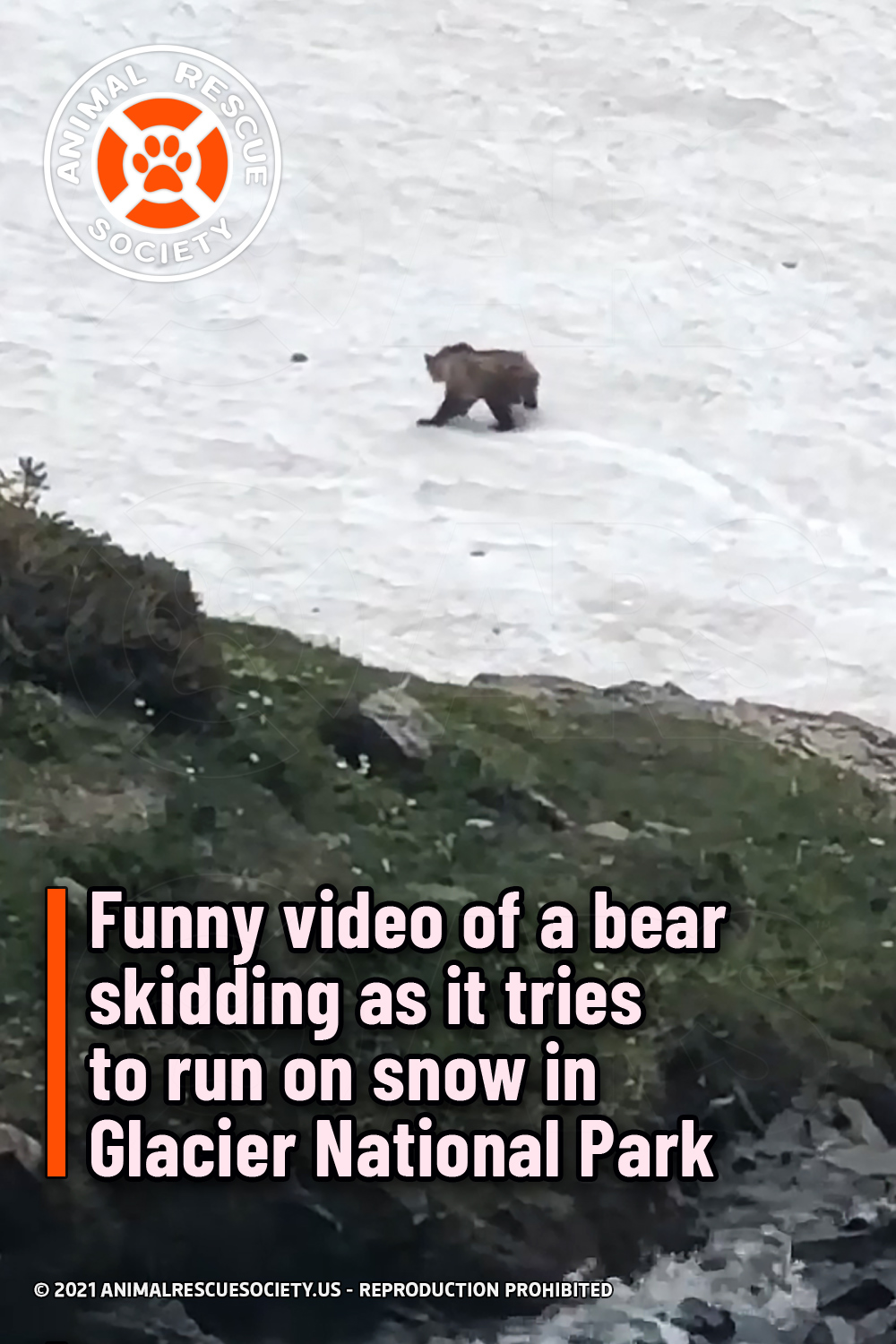 Funny video of a bear skidding as it tries to run on snow in Glacier National Park