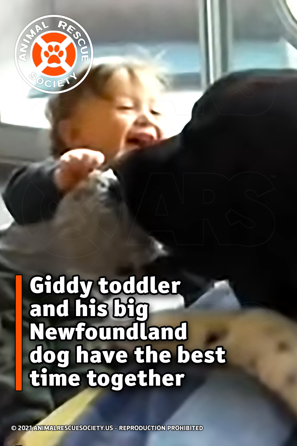 Giddy toddler and his big Newfoundland dog have the best time together
