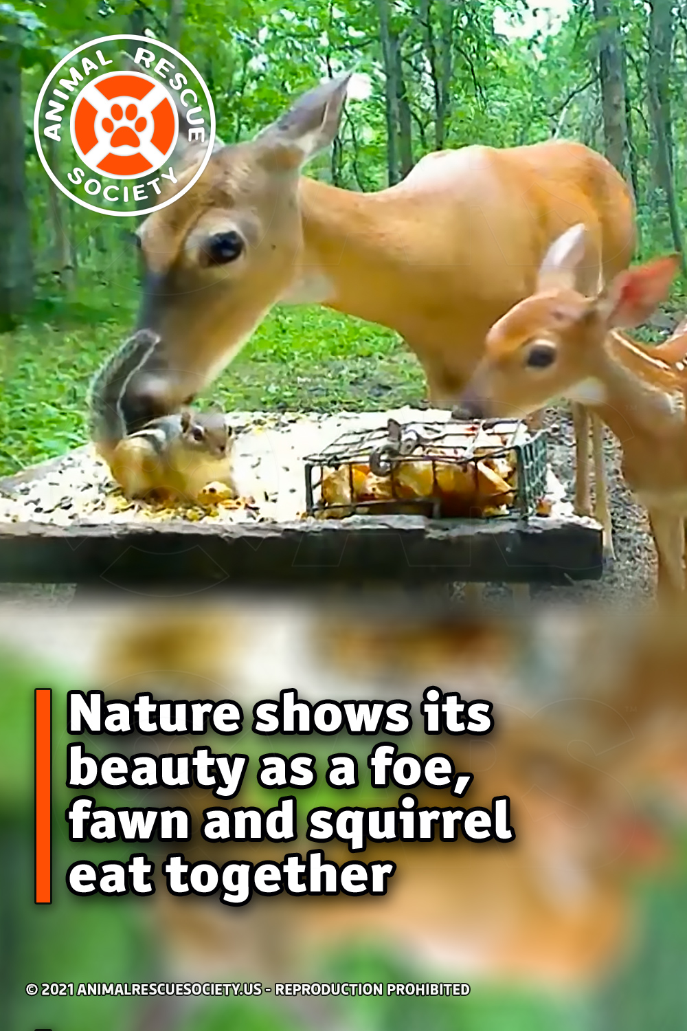 Nature shows its beauty as a foe, fawn and chipmunk eat together