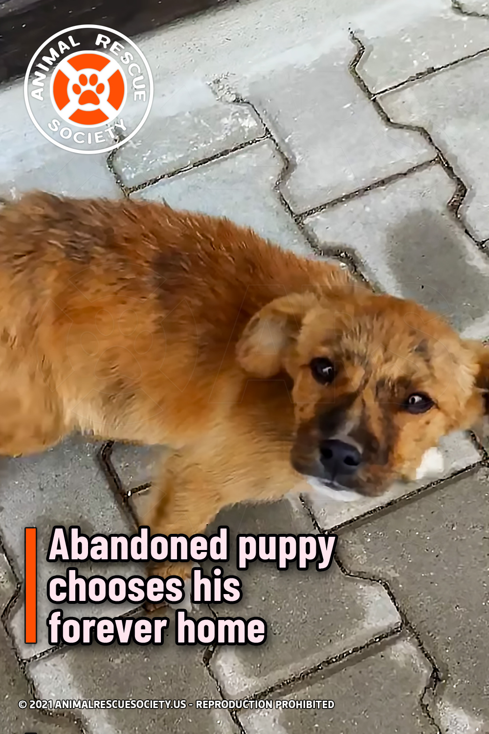 Abandoned puppy chooses his forever home