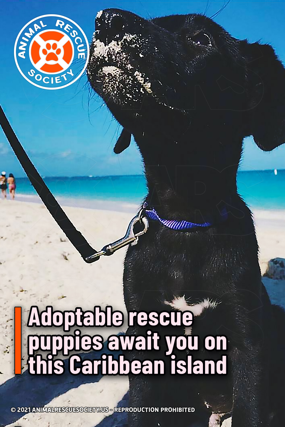 Adoptable rescue puppies await you on this Caribbean island