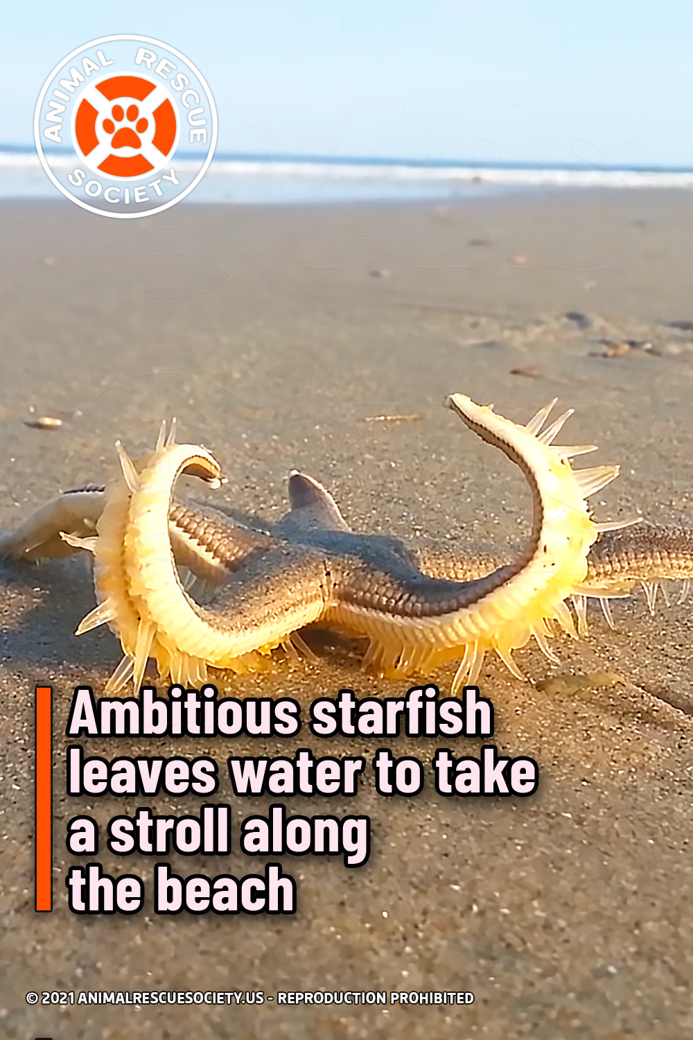 Ambitious starfish leaves water to take a stroll along the beach
