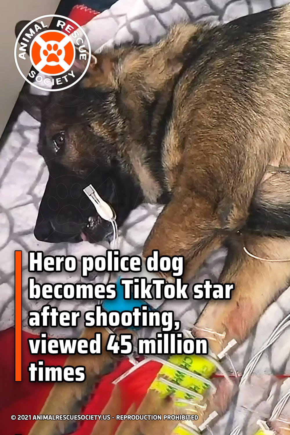 Hero police dog becomes TikTok star after shooting, viewed 45 million times